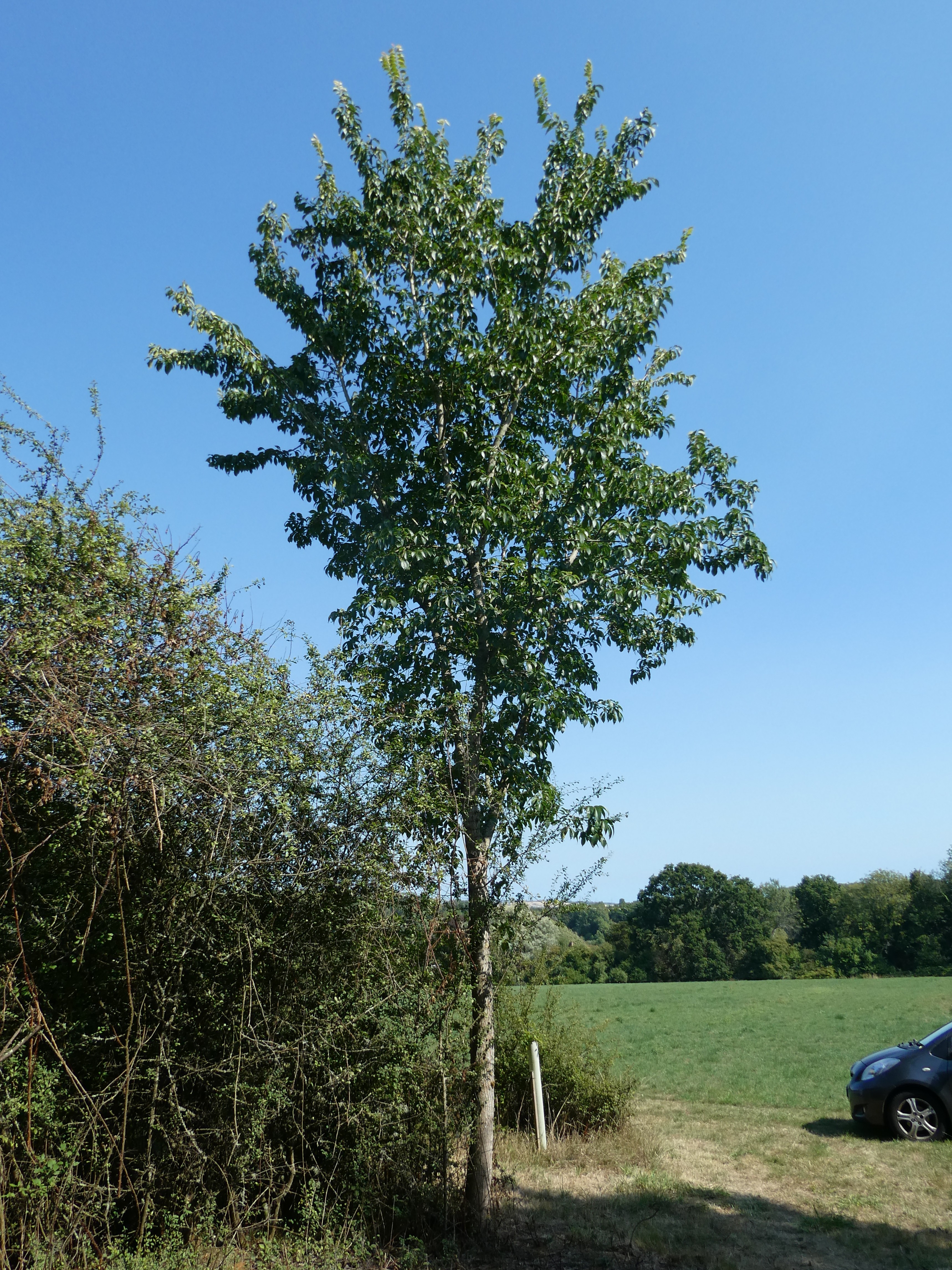 Morfeo Tree