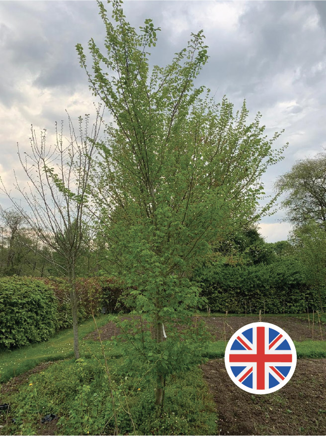 Herling Elm Tree