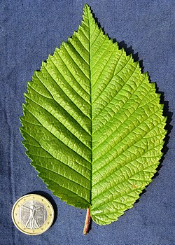 Morfeo Leaf