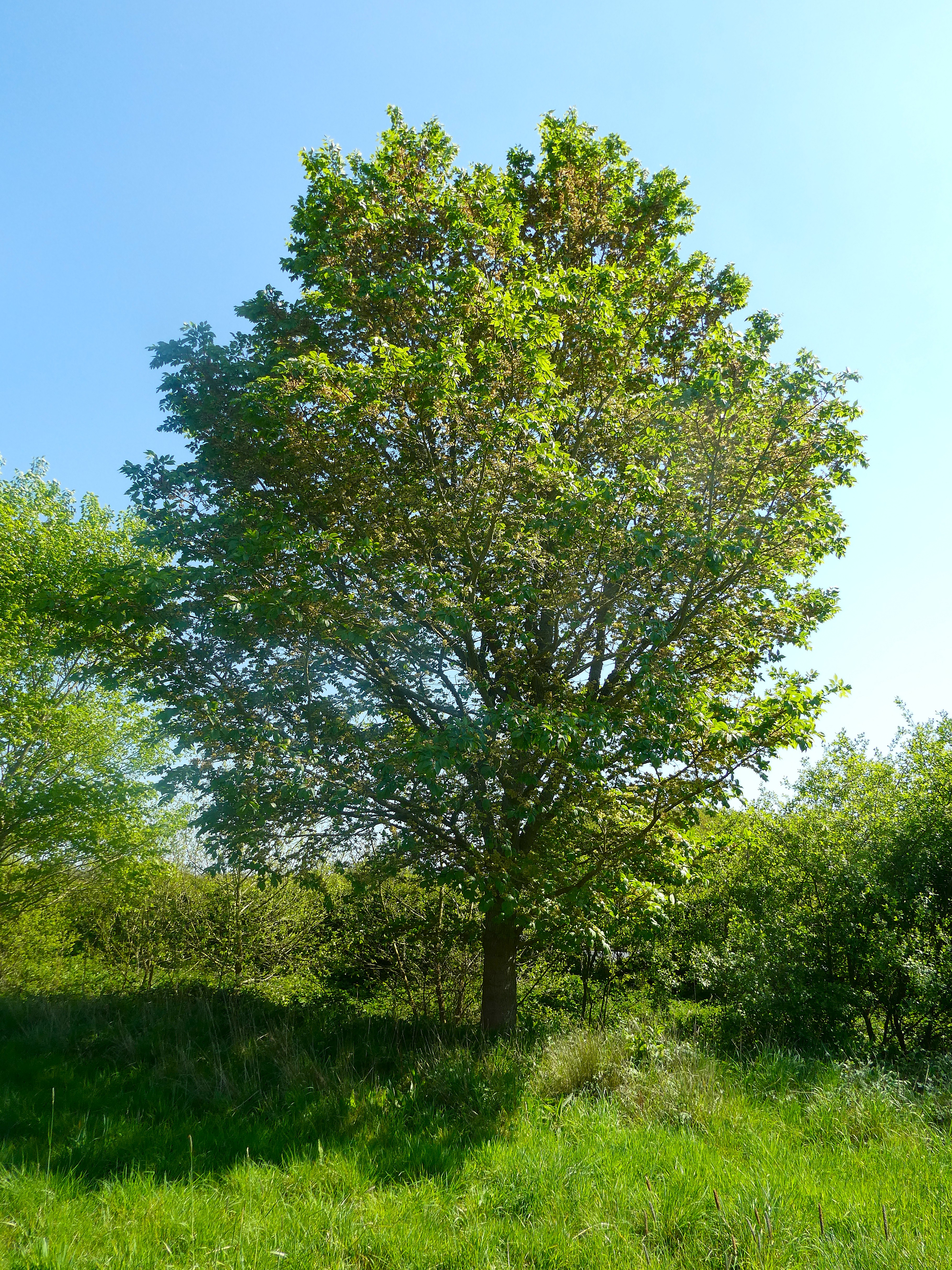 Morfeo Tree