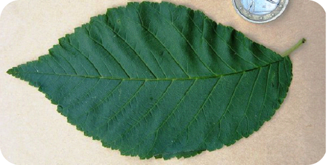 columella1