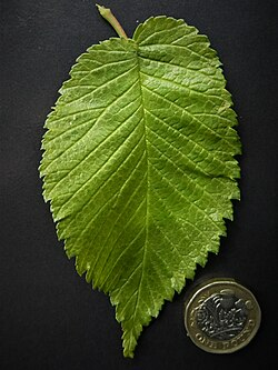 wingham leaf